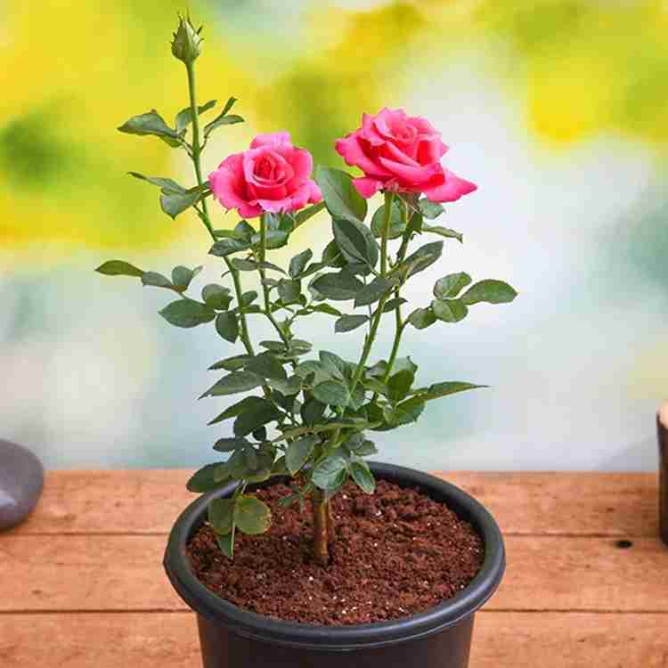Online rose plant discount