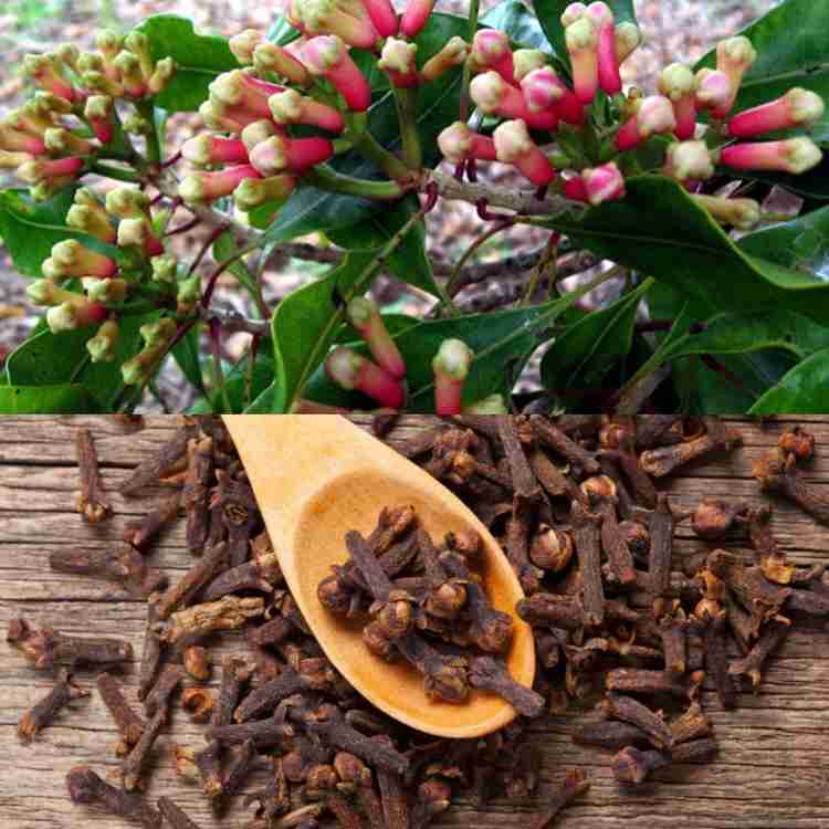 PETALFLEUR Clove Plant Price in India - Buy PETALFLEUR Clove Plant online  at Flipkart.com