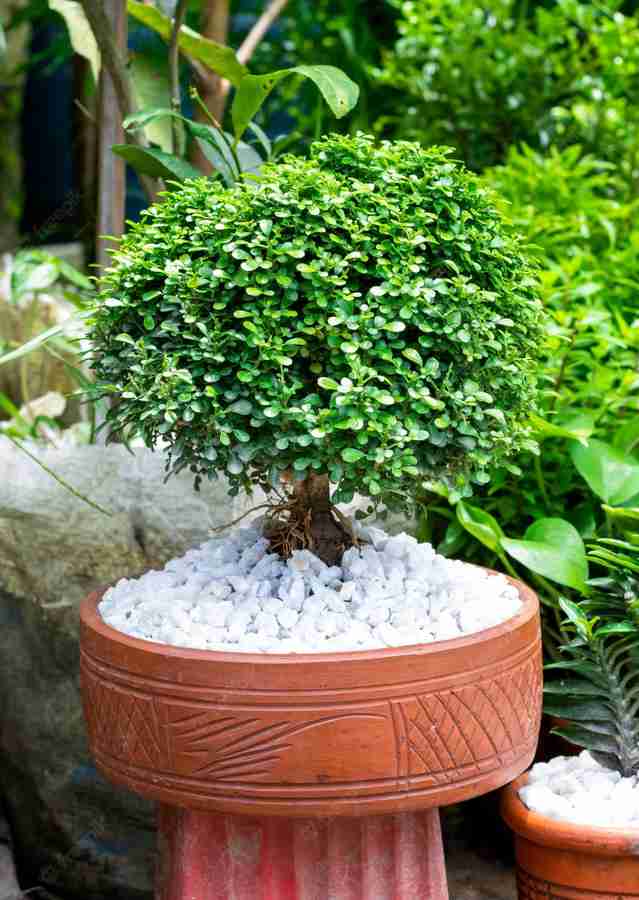Bristy Store Dwarf Bonsai Succulent Plant Price in India Buy