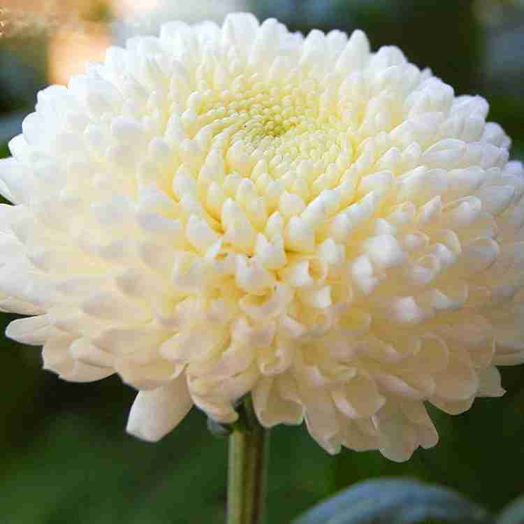 KANAYA Chrysanthemum Flower Seed Price in India - Buy KANAYA Chrysanthemum  Flower Seed online at