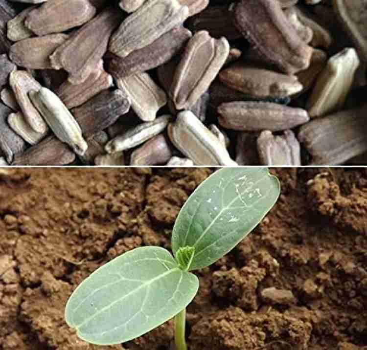 CYBEXIS PUAS-9 - Indian Dudi Calabash Bottle Gourd - (100 Seeds