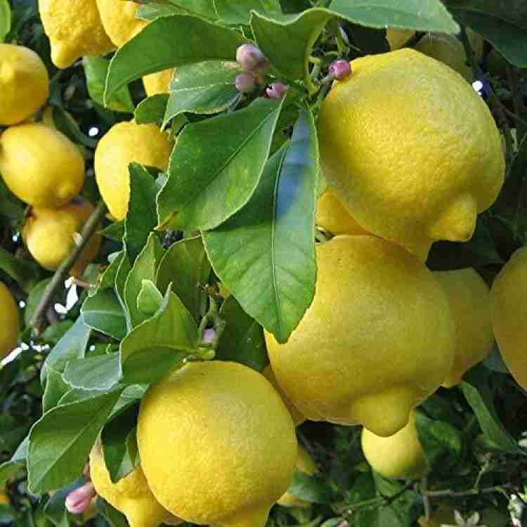 The Nursery Sweet Lemon Plant Price in India - Buy The Nursery Sweet Lemon  Plant online at Flipkart.com