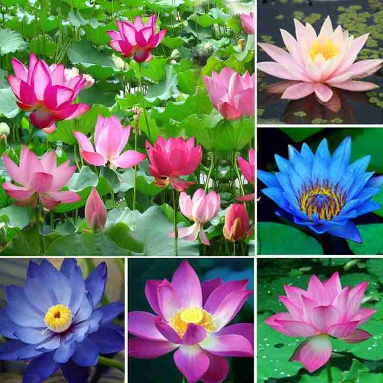 VibeX ® LXI-53 Water Lily Flower Plant Seeds Seed Price in India 