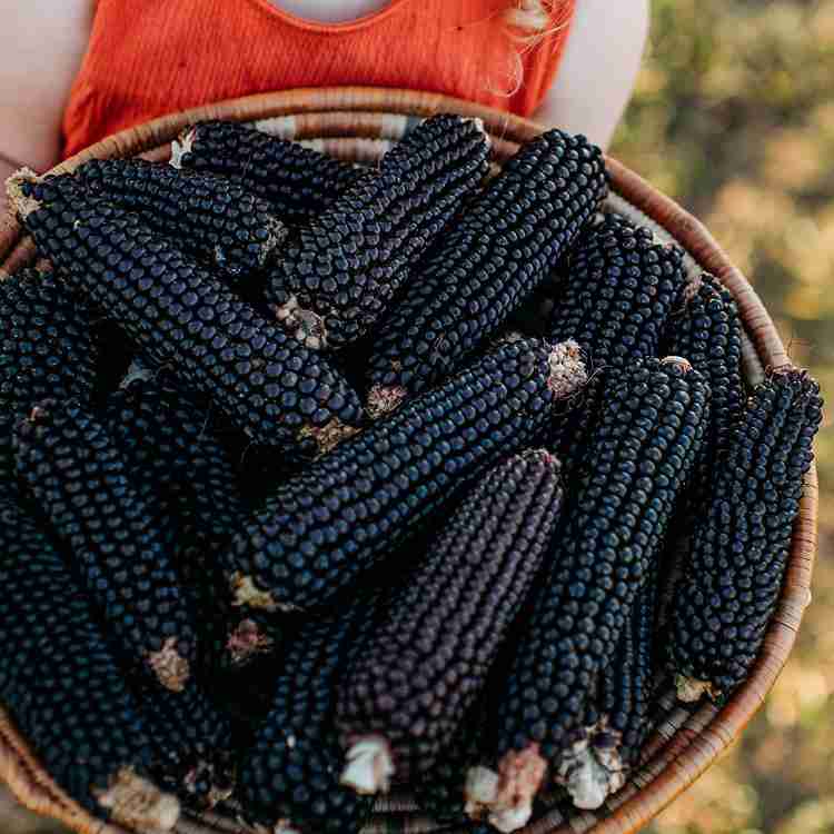 Black popcorn 2025