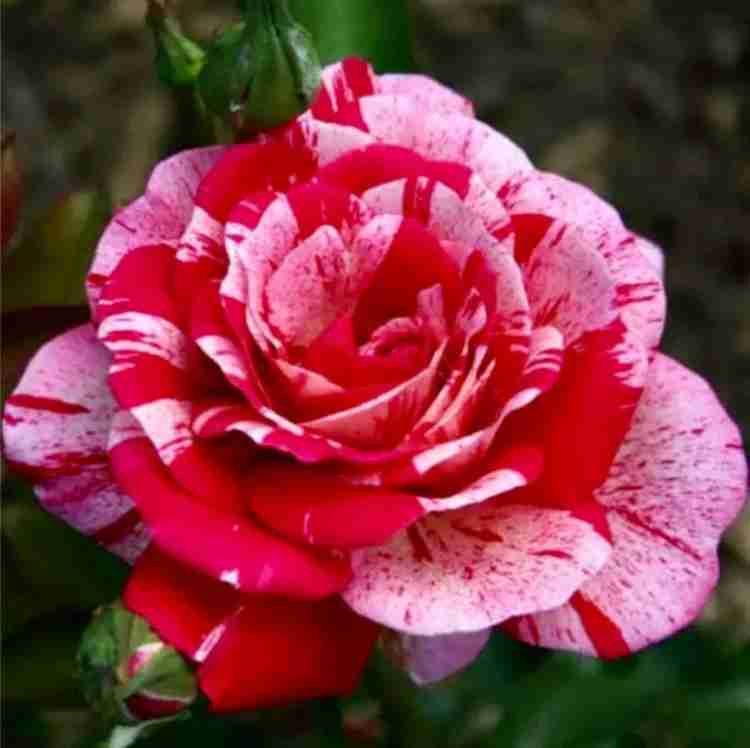 VibeX Hybrid Pink and Red Rose Seeds Seed Price in India - Buy 