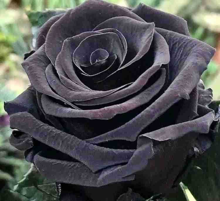 Black on sale rose price