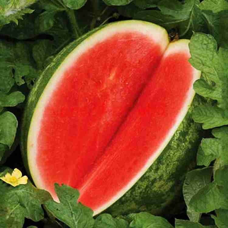 ActrovaX Fruit Melon Seedless Watermelon 100 Seeds Seed Price in