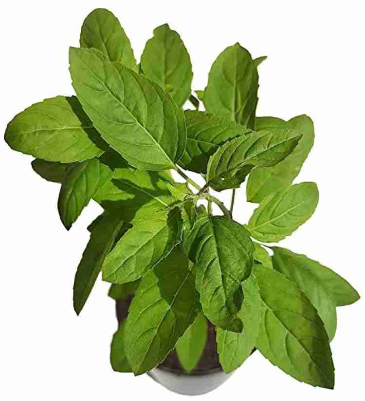 MAA Holy Basil Tulsi Tulasi Seed Price in India Buy MAA Holy