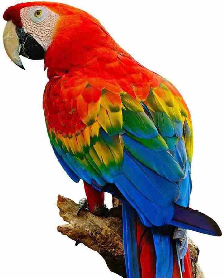 Price of scarlet clearance macaw