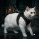 Berlin's Cat Harness & Leash (Medium, Blue) - Image 6