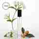 Alchemy Madurai Jasmine Clean Perfume Perfume - 100 ml - Image 7
