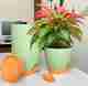 Premium 10 Inch Plastic Flower Pot Set of 6 for Home & Garden Plants Plant Container Set - Image 7