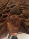 fashionvally Brown Georgette Saree - Image 8