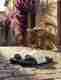 LOTTO Men Slides Black Size 6 - Image 7