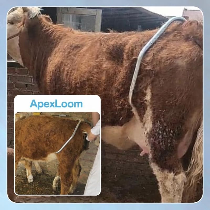ApexLoom Cow Anti Kick Bar - Image 6