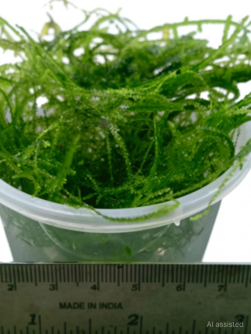 Mf aquatic plants Java Moss Coconut Cave (Pack of 1) - Image 4