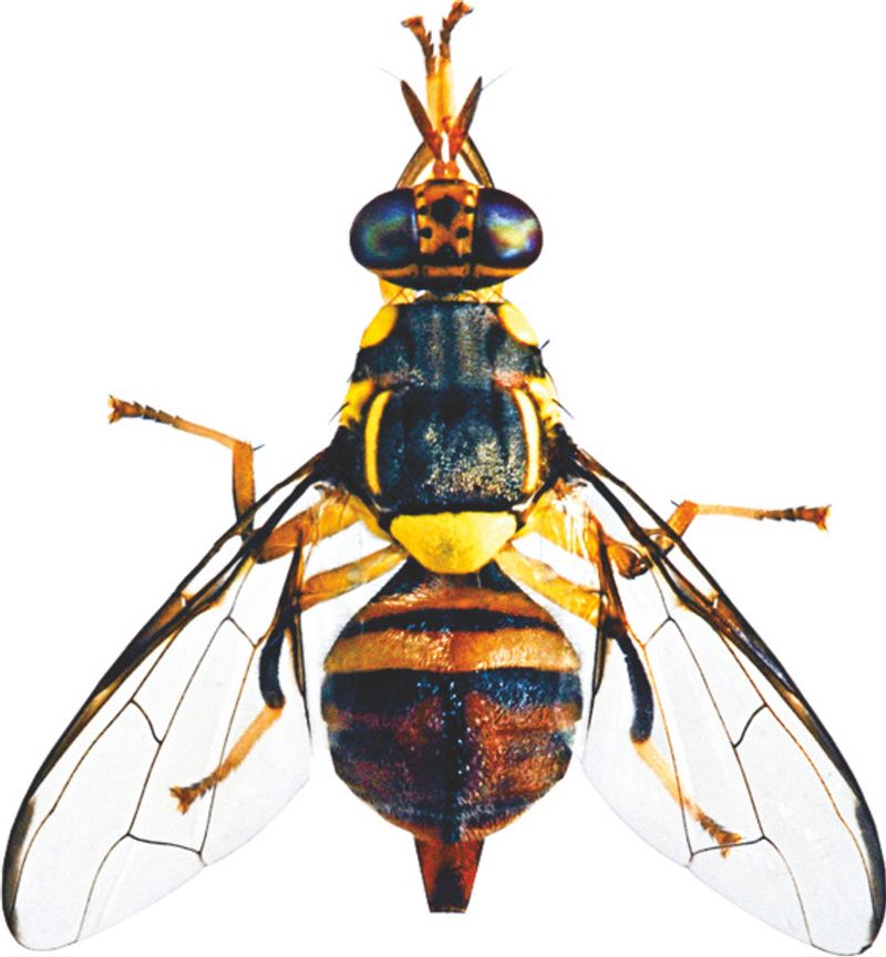 HEDO Fruit Fly Lure with Yellow IPM Trap for all Fruits - Image 5
