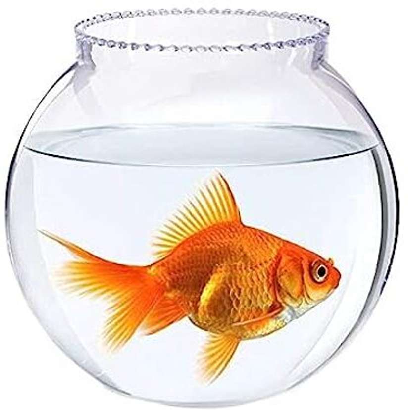 5 litre fish bowl cheap