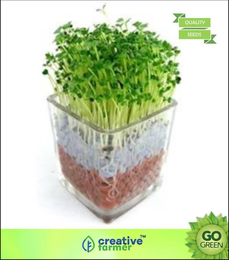 creative farmer Herb Seeds For Garden Air Purifying Indoor Plant