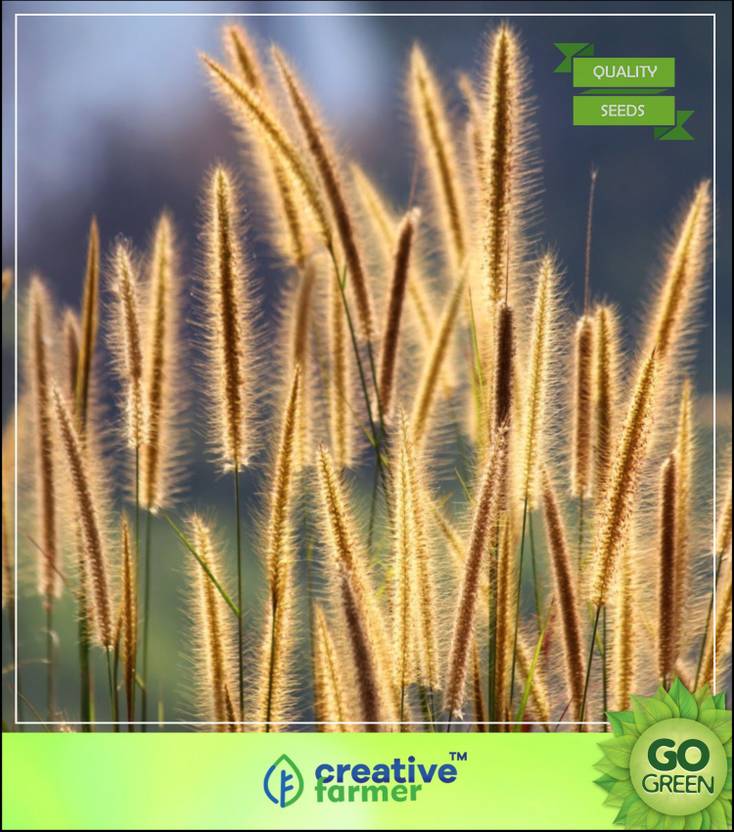 creative farmer Grass Seeds Pennisetum Grass Grass Seeds For Cattle