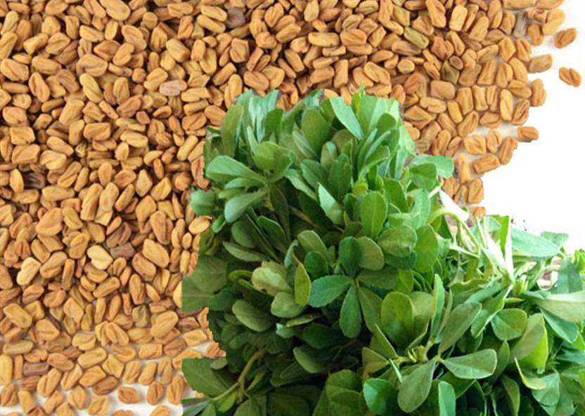 AllThatGrows Kasuri Methi Seeds, Fenugreek Seeds Pack Of 400 Seeds Seed