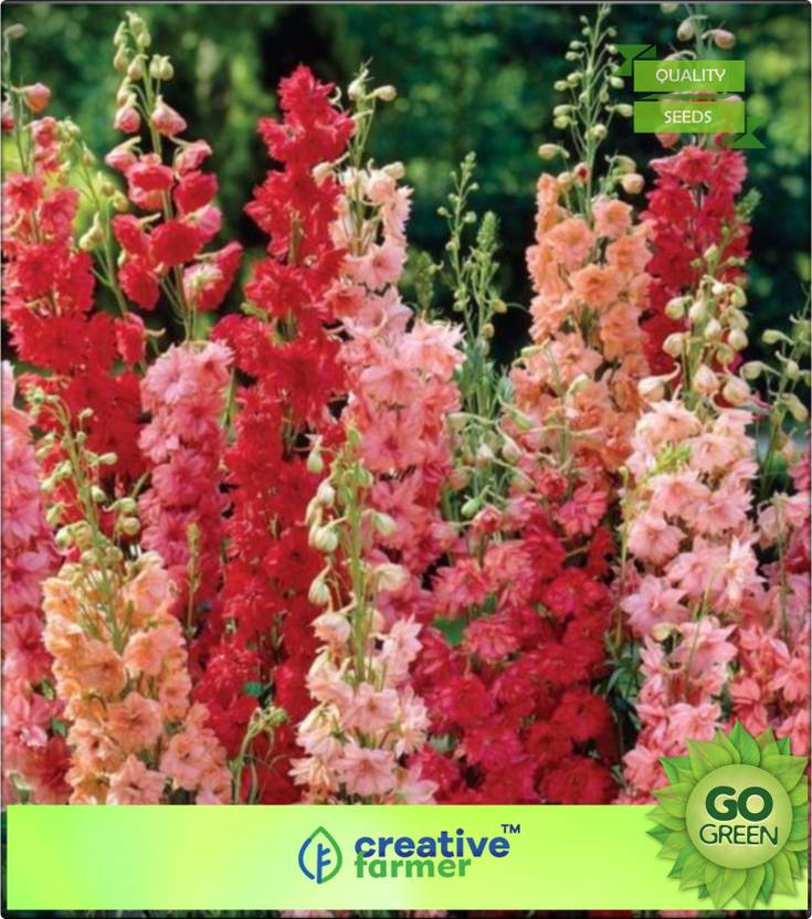 creative farmer LarkspurGiant Imperial Mix Seed Price in India Buy