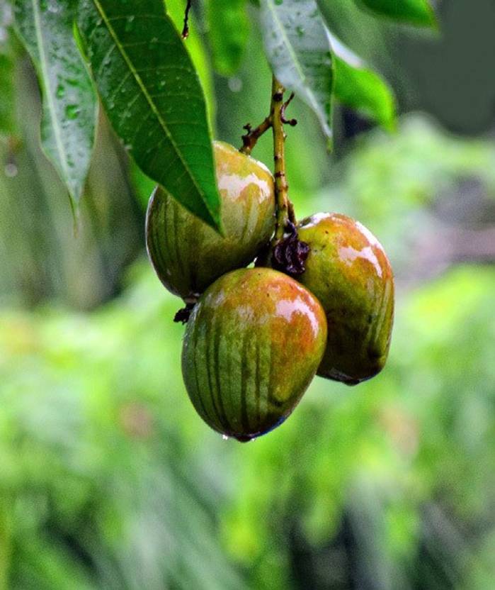 Trothic Gardens Grafted Fruit Plant Kerala's Dwarf Rare " KOSSERY MANGO " Plant Seed Price in