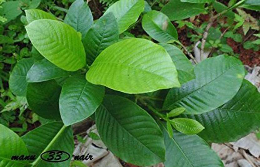 Trothic Gardens Rare Asafoetida Hing/Gardenia Gummifera Live Plant Seed