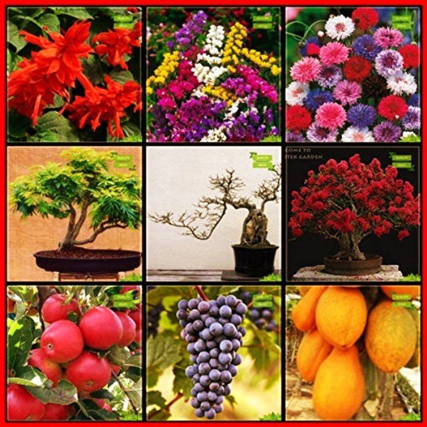 OhhSome Gardening Seeds Combo Flower Seeds & Fruit Apple, Grape
