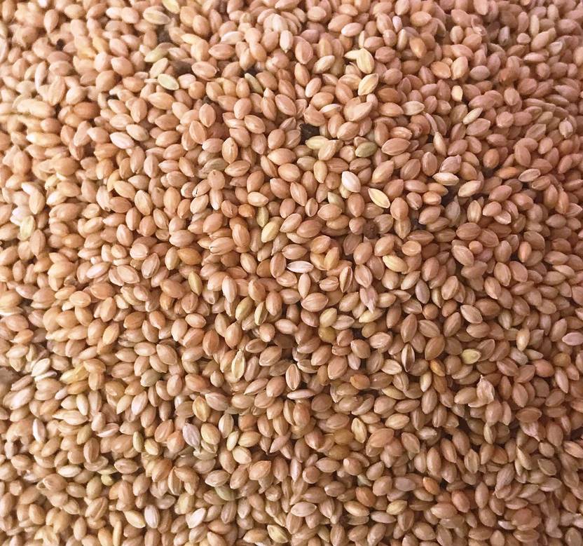 Foodies Puppies Best Birds Food 1 kg Dry New Born, Adult, Young Bird Food