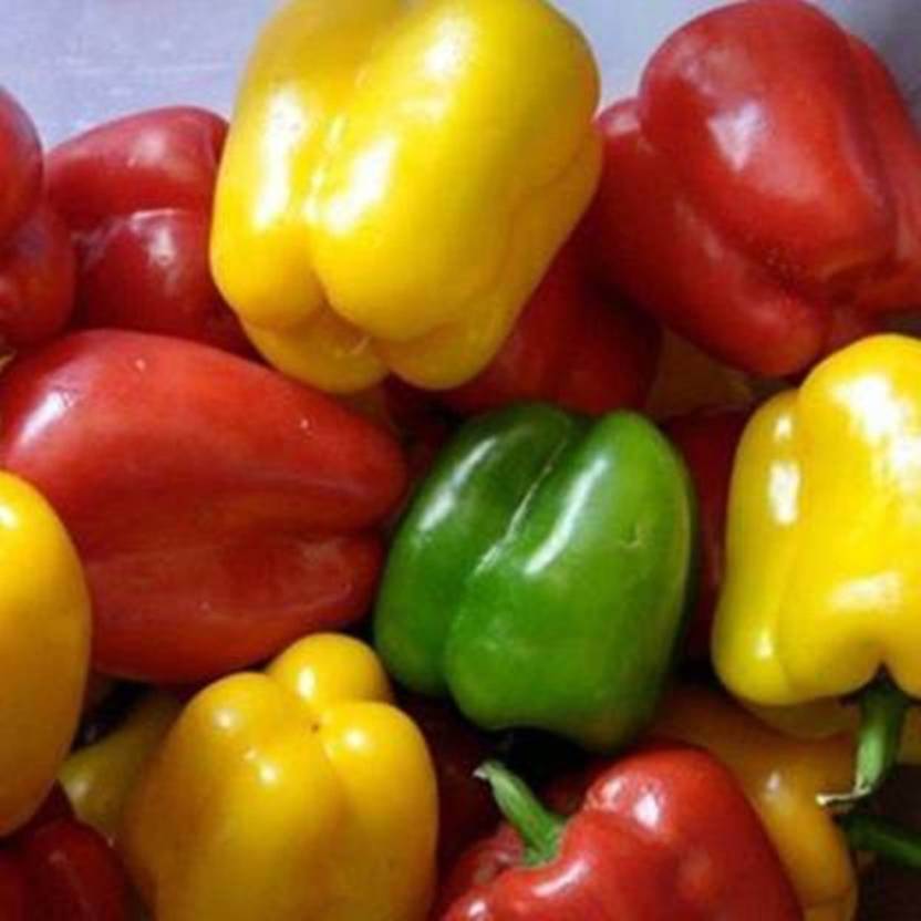 PREMIER PLANTS Three Color Imported RED/GREEN/YELLOW Mix Capsicum Plant