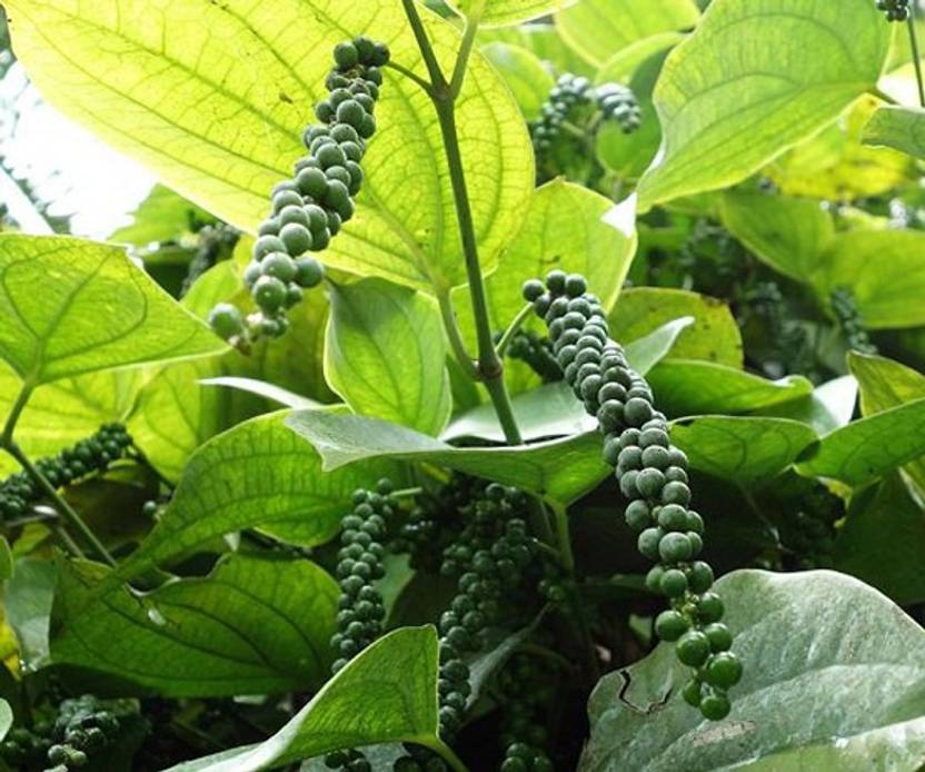 Trothic Gardens Live Plant Black Pepper" Panniyur 3" Black Pepper Spice