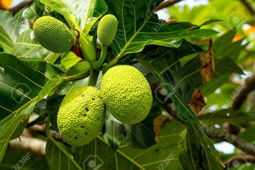 Trothic Gardens Live Fruit Plant Breadfruit Artocarpus Altilis (Family ...