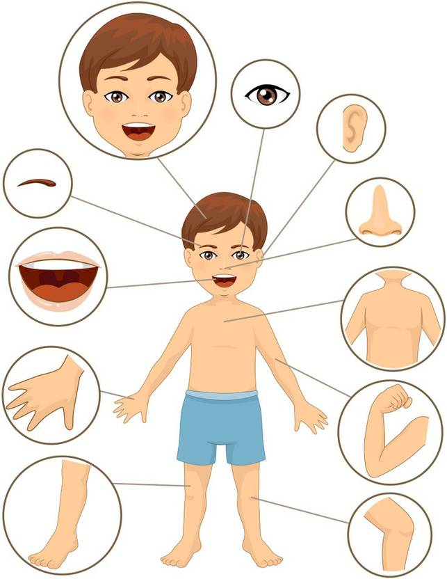 body parts learning charts for kids premium poster for kids room(no