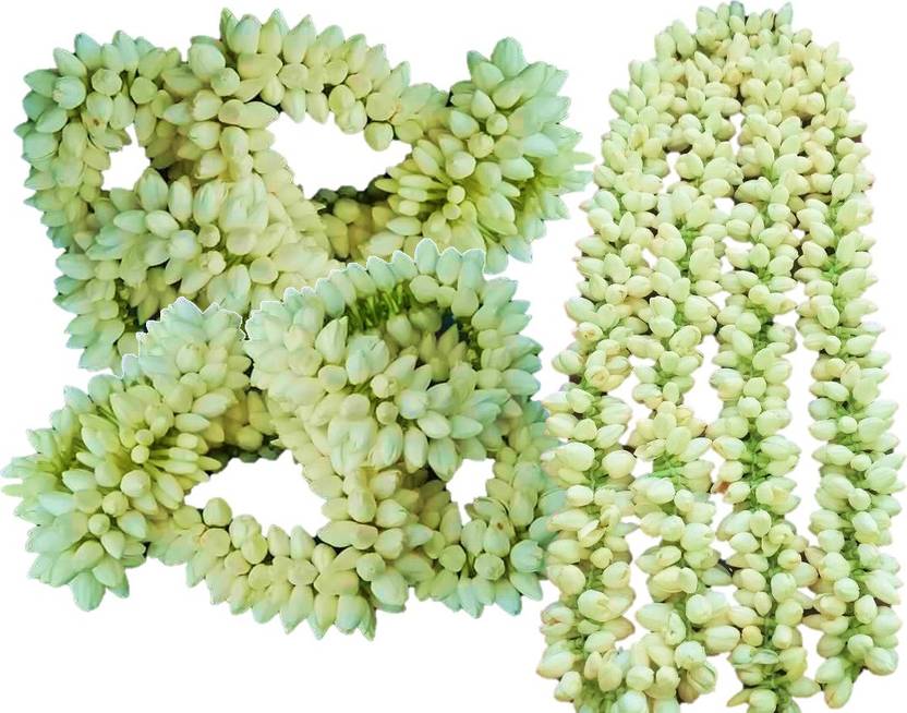 Grow Basket Jasmine flower seed ( Madurai Malligai) Pack of 2 Pack