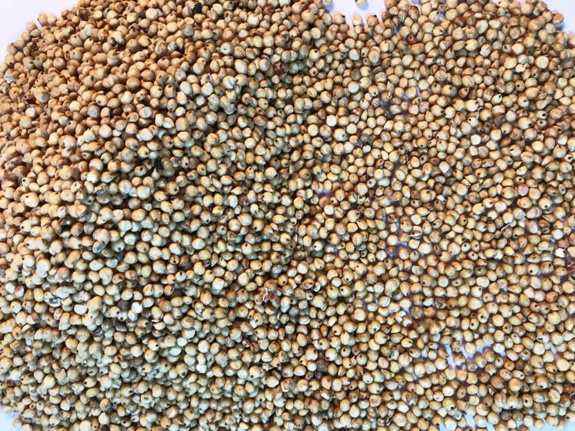 Foodies Puppies Pure Natural Bajra/Kambu Grains for all Birds Food for Canary, Finches, Budgies, Lovebirds, Cockatiels, Nuts 0.5 kg Dry Adult, Young, New Born Bird Food