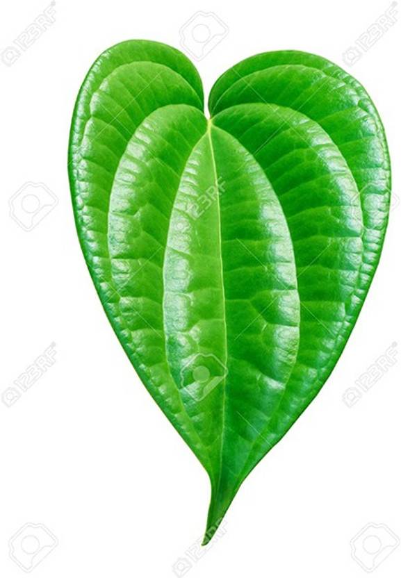 Trothic Gardens Rare Betel Leaf Live Plant (Piper betle) Medicinal Herb