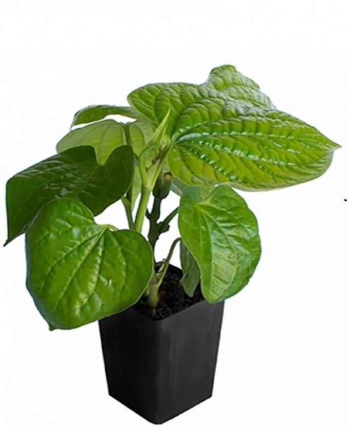 Vamsha Nature Care Betel Leaf Plant Live Magai Paan Ka Patta Plants