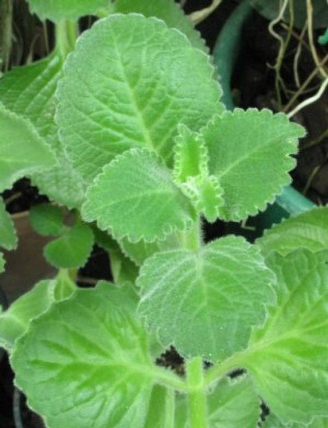 GRAH PRAVESH Ajwain Plant Price in India Buy GRAH PRAVESH Ajwain
