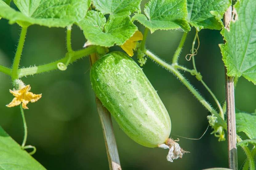 Biosnyg Seeds @ Cucumber F-1 Hybrid 5gm Seeds Seed