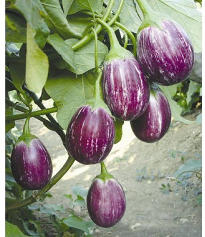 polkaplanet brinjal seeds Seed