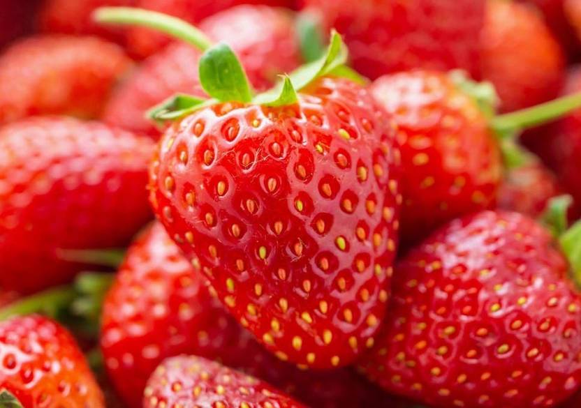 ALPINE HYBRID SEEDS STRAWBERRY ALPINE FRAGARIA FRUIT SEEDS Seed