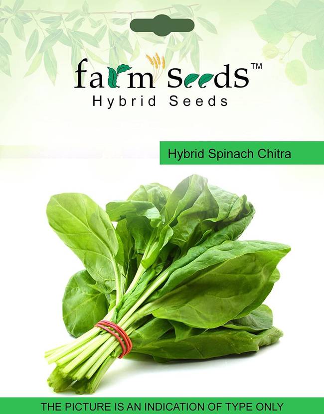 Biosnyg Hybrid Spinach Chitra 1 Packet Seeds 5gm Seeds Seed