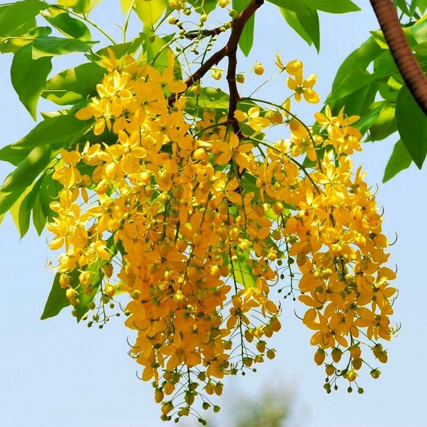 bloomaura jacaranda mimosifolia seeds Seed Price in India - Buy bloomaura jacaranda mimosifolia seeds Seed online at Flipkart.com - Image 7