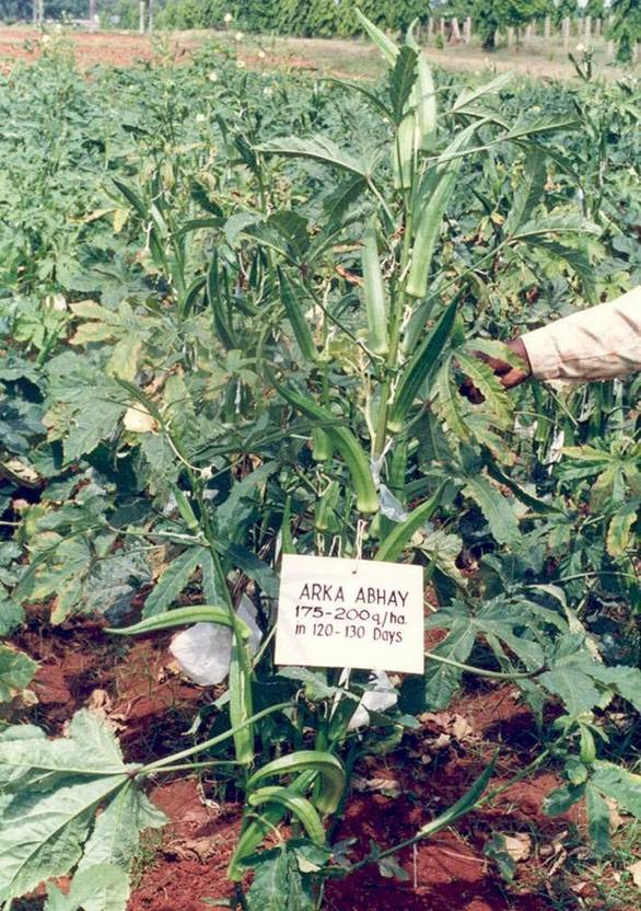 VibeX Lady Finger / Bhindi Seed Price in India Buy VibeX Lady Finger