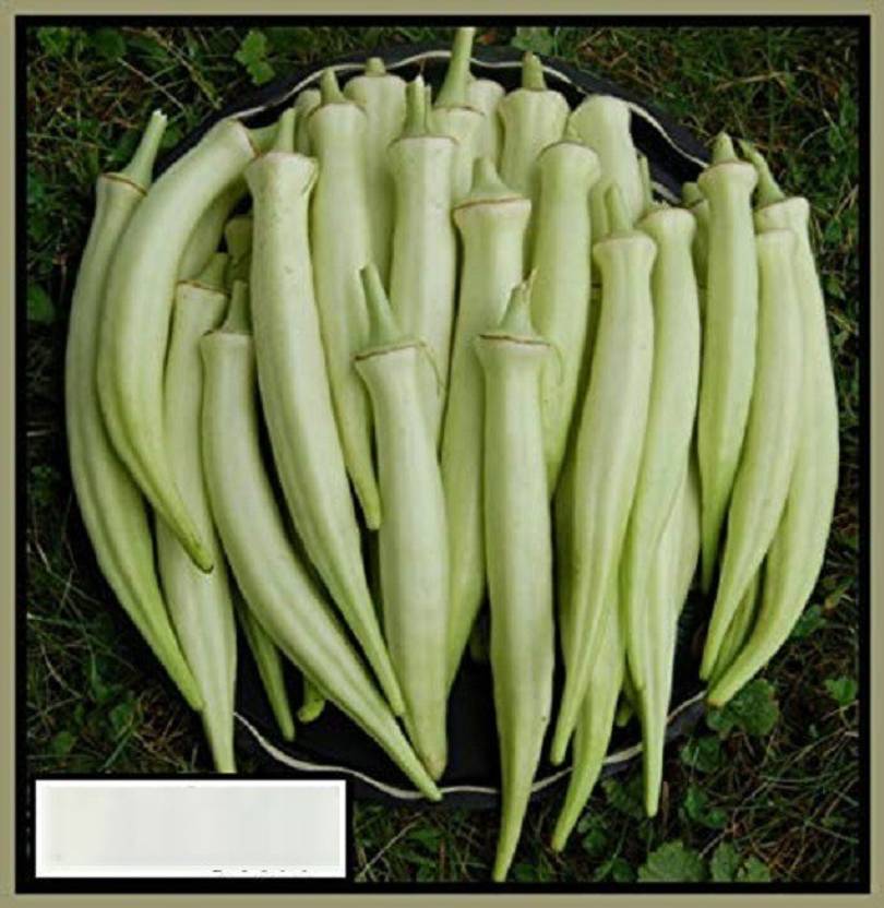 SEDRO ® AFC924Heirloom F1 Hybrid variety White okra Seeds Seed Price