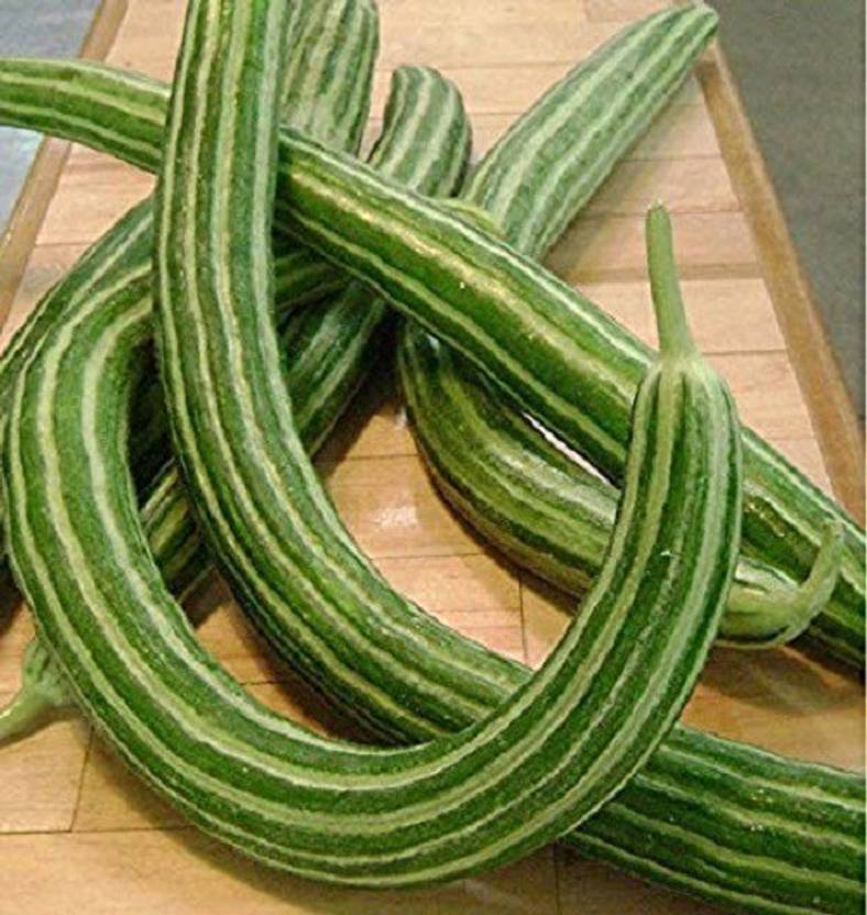 WILLVINE Rare Hybrid ' Cucumber Kakri Long Melon ' Vegetable Seeds Seed