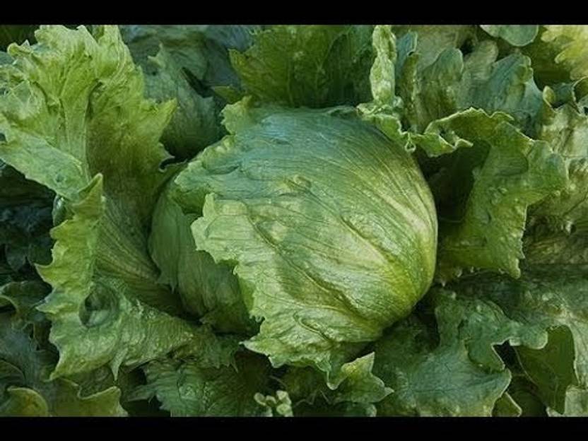 Paudha Lettuce iceburg Seed Price in India Buy Paudha Lettuce iceburg