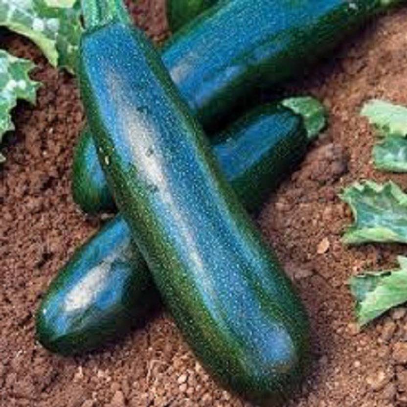 Sjeme Hybrid Zucchini Seed Price in India Buy Sjeme Hybrid Zucchini