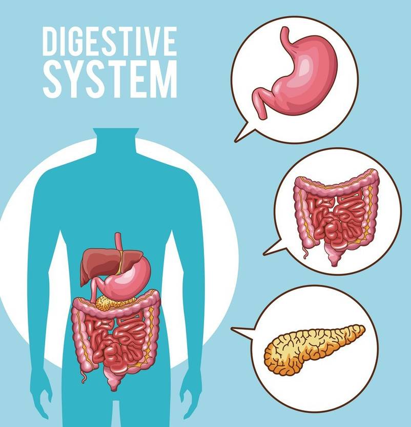 Digestive wallpaper poster For Hospital Education Paper Print